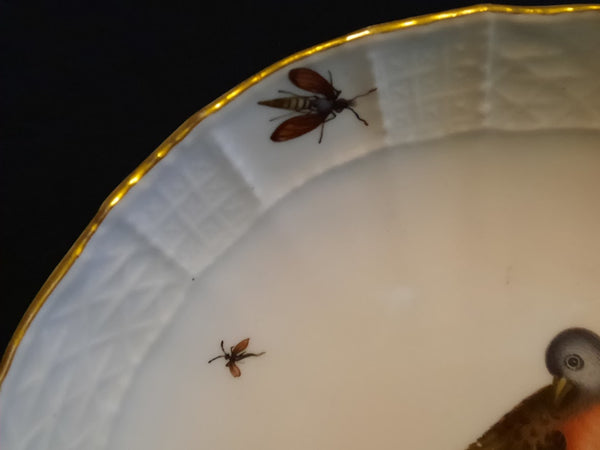 Meissen Porcelain Ornithological Coffee Cup & Saucer 1735-1740 (1)