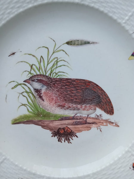 Meissen Porcelain Ornithological Plate, 1740-1745.