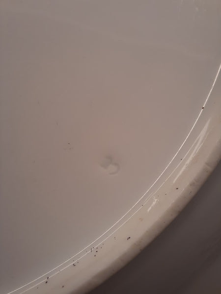 Meissen Gelber lowe (Yellow Lion) K.H.K Soup Plate, Early 18th C