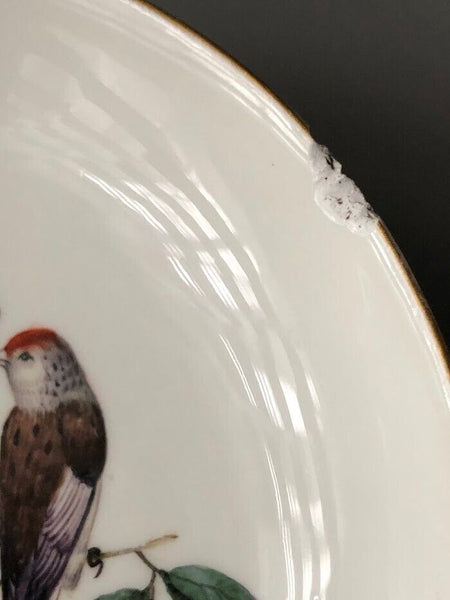 Meissen Ornithological Coffee Cup & Saucer 1740-1745 #3