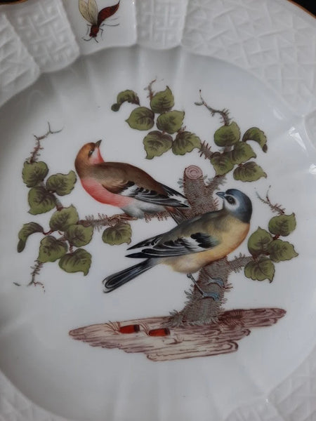 Meissen Porcelain Ornithological Plate with Bugs, 19th C # 2