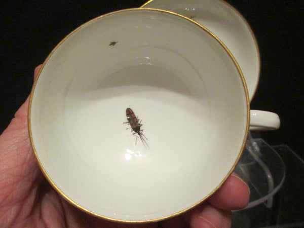 Meissen Porcelain Ornithological Cup & Saucer 1740   (1)